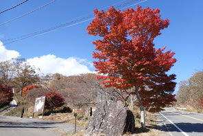 八ヶ岳　紅葉情報　2025