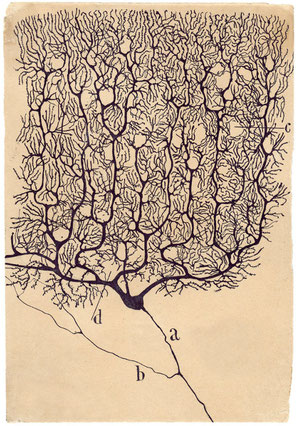 Santiago Ramón y Cajal, Purkinje Cell of the Human Cerebellum, 1899