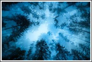 WALD + WIESE