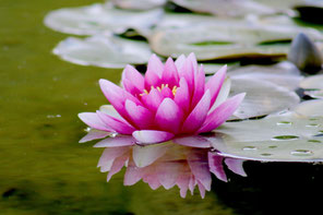 massage et relaxation , massage femme enceinte, massage post-natal,  A Fleur de Naissance - Savoie, Aix-les-Bains, Annecy, Chambéry, Belley, Seyssel, Chindrieux