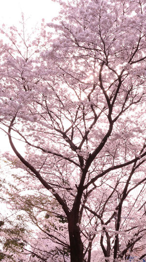 色鮮やかな桜の写真フリー素材　Colorful cherry blossom photo free material