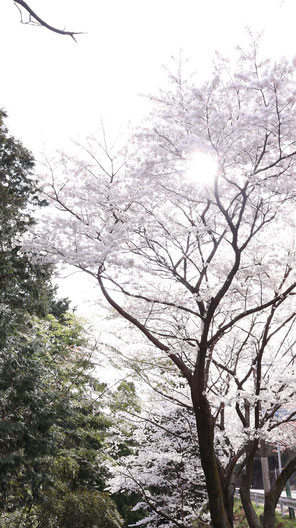 日が差した桜の写真フリー素材　Photograph-free material of cherry blossoms in the sun