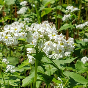 蕎麦の花