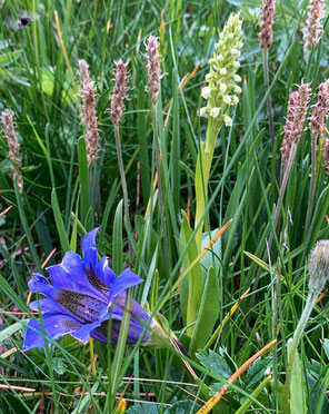 Kiesel-Glocken Enzian, Gentiana acaulis, Weisse-Hoswurz