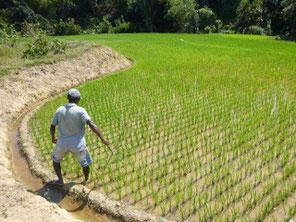 Manakara. Bénéficiaire du programme de développement économique avec notre partenaire SAHI.