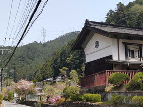  ⑤余花の候：　 山桜が淡い色で山肌を登ってゆく季節です。養沢の森に立つと100年前の杣人とすれ違いそうな時間を感じます。