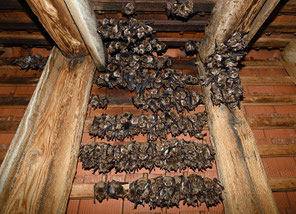 Fledermaus-Population in der Martinskirche - Foto: A.Brodbeck