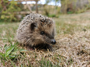 Igel - Foto: Roger Cornitzius