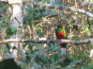 Pharomachrus fulgidus, der Glanztrogon