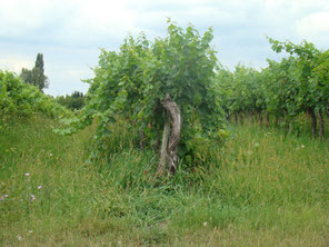 Les branches poussent en désordre.