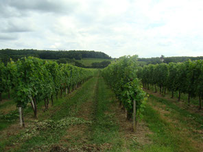 Vigne entretenue, branches palissées.