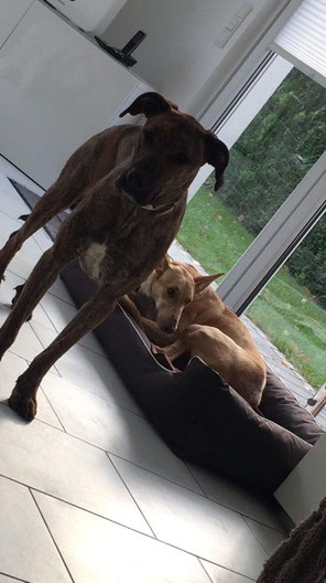 Die Freundinnen Nabilla (vorne) und Nina fanden nach langer Zeit jeweils ein eigenes Zuhause in Essen. Da die Besitzer ebenfalls befreundet sind und in unmittelbarer Nähe wohnen, sehen sich die Hunde weiterhin regelmäßig. Das freut uns ganz besonders.