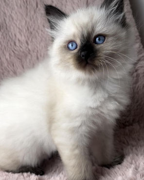 chaton sibérien