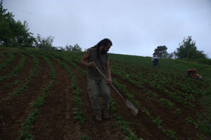 Simone Battistini, bio-farmer in Retignano (LU)