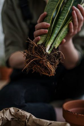 Contrat d'entretien des plantes du bureau à Paris