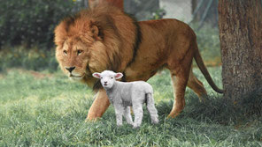 Dans le futur Paradis terrestre, les lions et les agneaux vivront ensemble et mangeront de l'herbe. La paix entre les animaux et entre les humains et les animaux. Les lions seront inoffensifs.