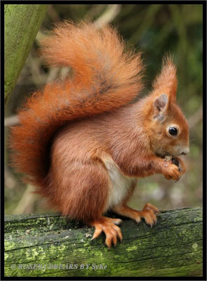 Eichhörnchen beim Fressen
