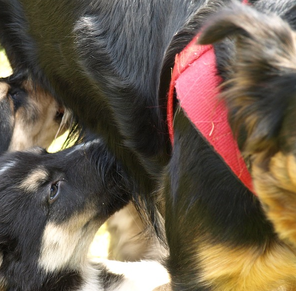 Moeder puppies melk drinken