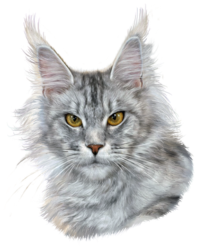 Maine Coon Kittens for sale