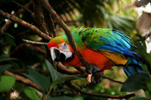 Corcovado-Nationalpark