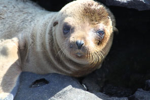 Buchen Sie Ihre Kreuzfahrt zu den Galápagos Inseln mit ECUADORline
