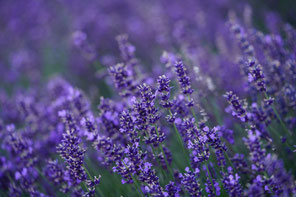 Lavendel Blüte