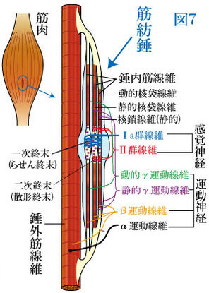 筋紡錘