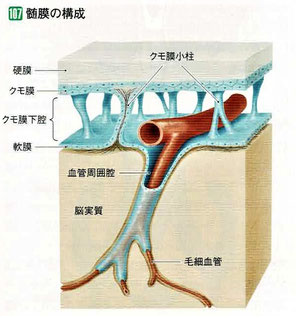 髄膜の構成