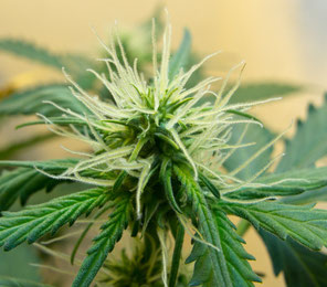 Junge weibliche Cannabis Hanfpflanze im Anfangsstadium der Blüte