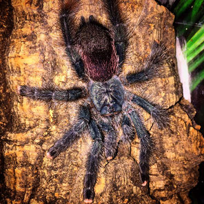 0.1 Avicularia avicularia Weibchen female adult