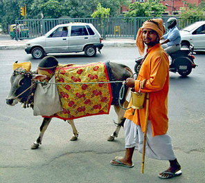Vache sacrée dans une rue à New-Delhi