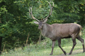 Rothirsch während der Brunft - Foto Uwe Müller (NABU Untertaunus)