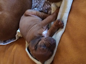 Junghundekurs, Hundetraining, Hundeschule, Butzbach, World of Dogs