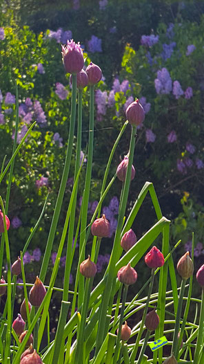 Rosa-violette Blütenknospen des Schnittlauchs - teilweise geschlossen, teilweise öffnen sie sich gerade - nebst den grünen Schnittlauchhalmen. Aufgenommen  bei strahlendem Frühlingssonnenschein. Bild K.D. Michaelis