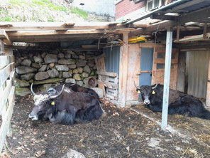 Am liebsten sind die Yaks draussen, und das sogar bei Schnee und Regen.