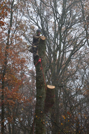 Démontage et abattage par rétention d'un chêne - VIERZON