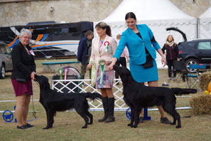 BOB @ Hungarian Retriever & Waterdogclubshow