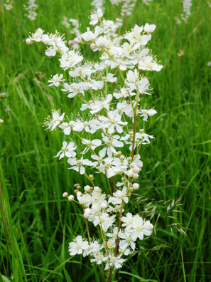 Kleines Mädesüß, Filipendula vulgaris