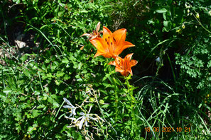 Lilium bulbiferum Feuerlilie