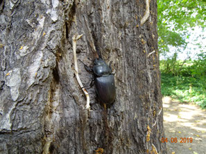 Hirschkäfer, Lucanus cervus (Weibchen)