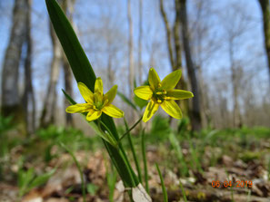 Wald-Goldstern, Gagea lutea