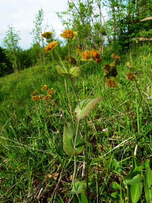 Langblättriges Hasenohr, Bupleurum longifolium