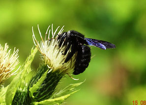 Blauschwarze Holzbiene, Xylocopa violacea, eine bei uns noch seltene südliche Art, die sich in Folge der Klimaerwärmung weiter nach Norden ausbreitet.