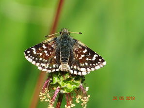 Spialia sertorius auf seiner Wirtspflanze