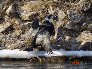 Kormoran am Ufer der Werra