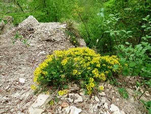 Hufeisenklee Hippocrepis comosa