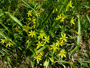 Wiesen Goldstern, Gagea pratensis