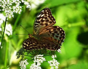 Dunkle Variante Argynnis paphia f. valesina