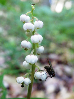 KLeines Wintergrün, Pyrola minor