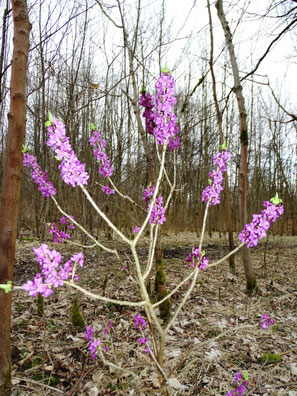 Seidelbast, Daphne mezereum